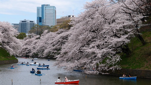 Sakura