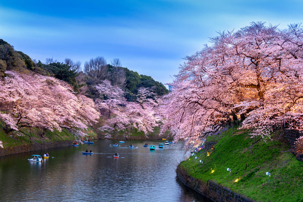 festivals japon hanami japon road