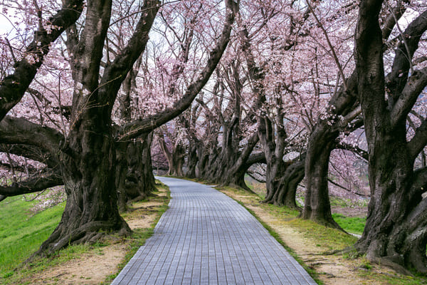 festivals japon hanami japon road