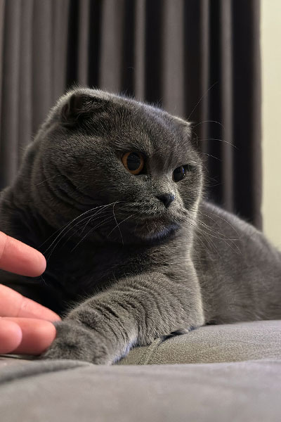 Le Scottish Fold