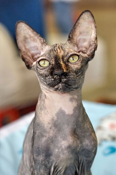 Le Sphynx